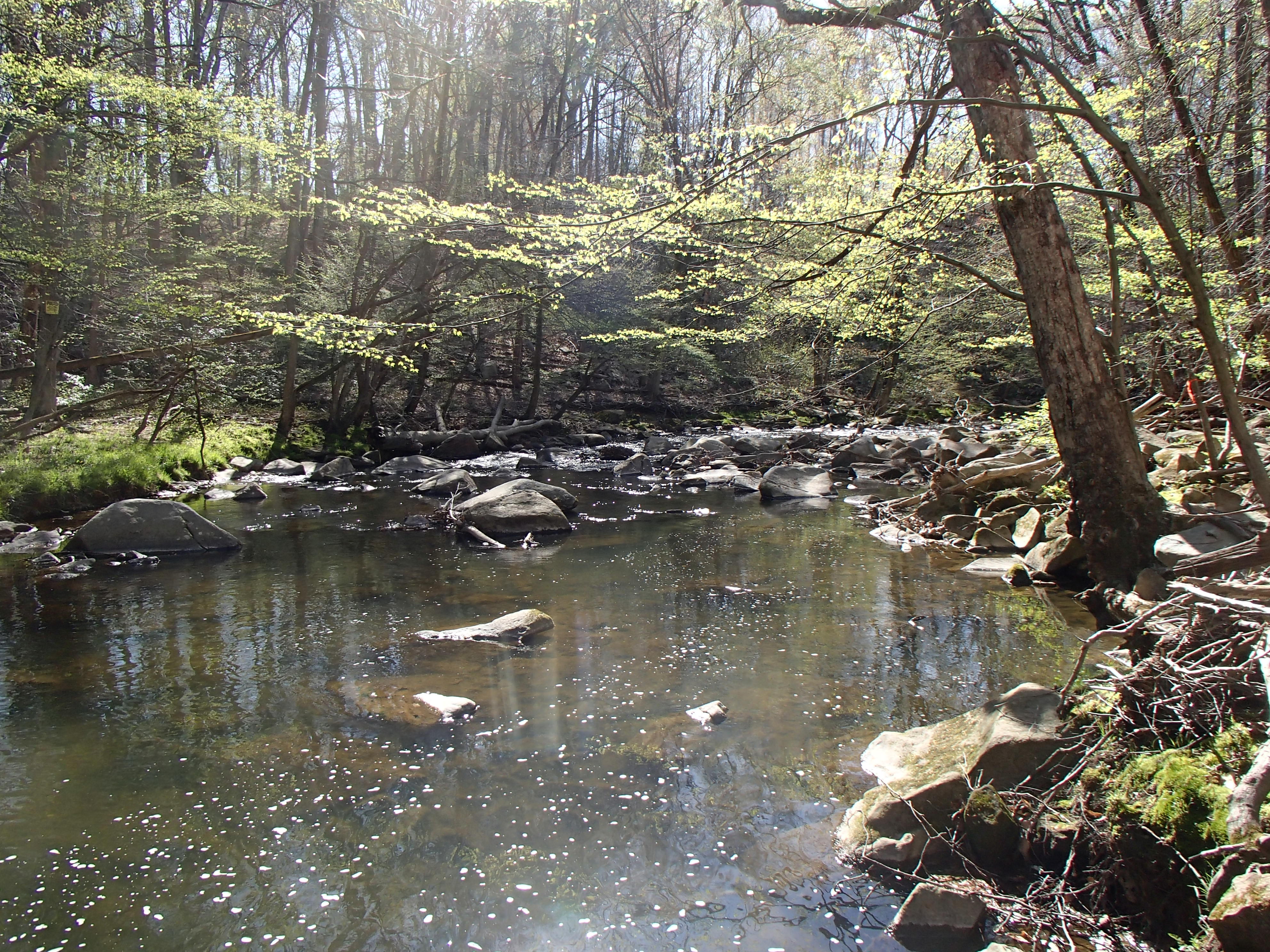 Field photo showing stream conditions at site NEAS-207-R-2016_midpoint downstream